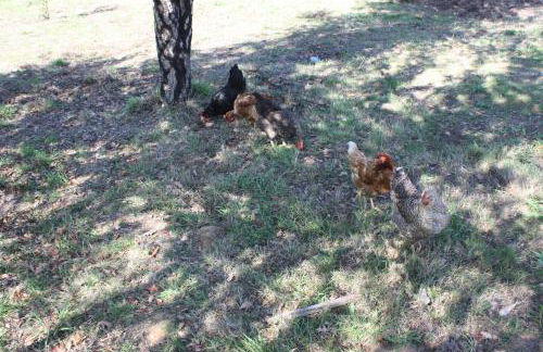 Quinta D' LuzArcoIris - Foto 58