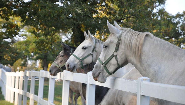 Meeting Lipizzaner horses in Lipica