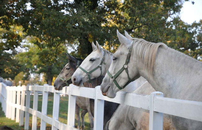 Lipica & Skocjan Caves Tour - Foto 3