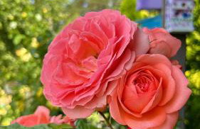 Apartament Różany - Foto 15