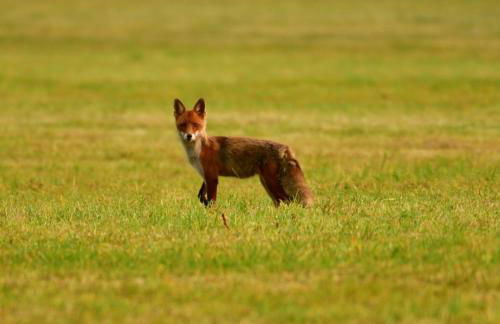 Erholungshaus "Kolibri" direkt in WandlitzWald See, Haustiere - Photo 21