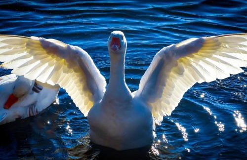 La maisonnette - Foto 14