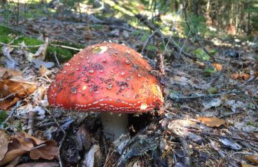 Das Alte Forsthaus Spiegelhütte - Foto 25