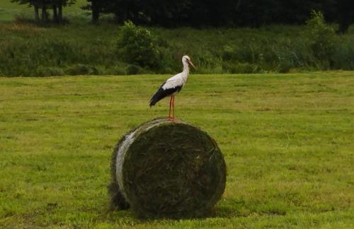 Bociani spokój - Foto 12