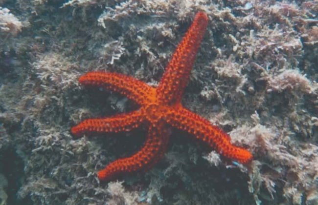 Snorkel em Ilhabela - Foto 7