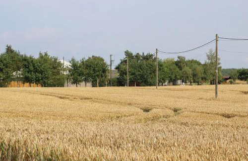 Cornfield - Foto 42