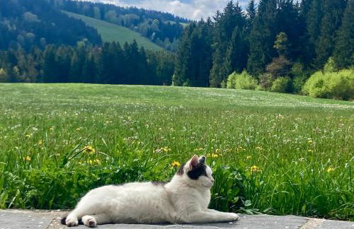 Neueröffnung, 2 wunderschöne Ferienwohnungen im Grünen - Foto 45