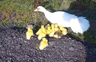 hotel fazenda ctk - Foto 22