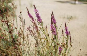 Gajówka Pilica 45A - Foto 50