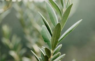 Vila Caelus Masia Boutique - Foto 141