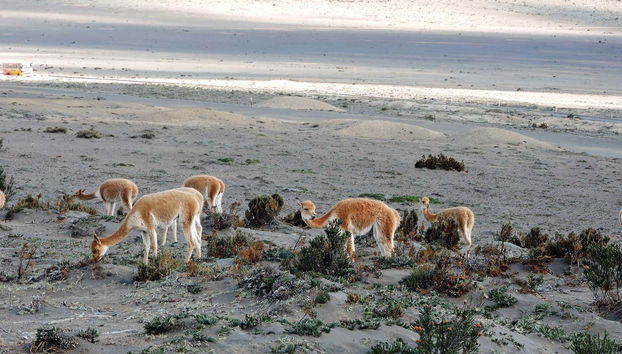 Alpacas on the Chimborazo Volcano