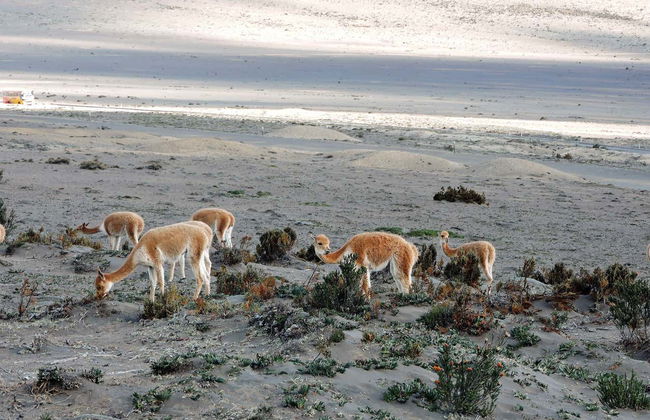 Chimborazo Volcano Day Trip - Photo 4