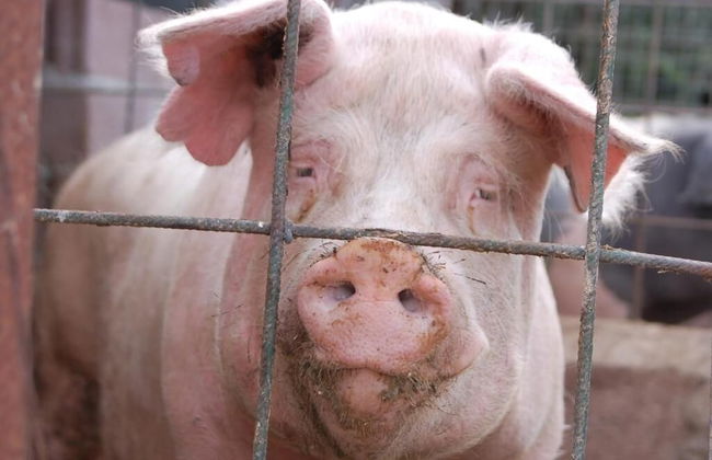 Agriturismo Il Giogo - Photo 19