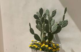 Calce Bianca - Foto 15