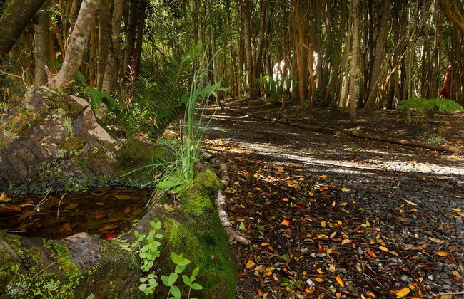 Cabañas Ensenada Bosque Nativo - Foto 52