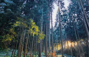 Klein Waldseele - Foto 31