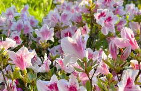 KITTERLELODGE Suite 1 à 5 personnes avec vue - Foto 18