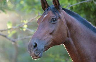 Finca El Zurrador - Foto 40