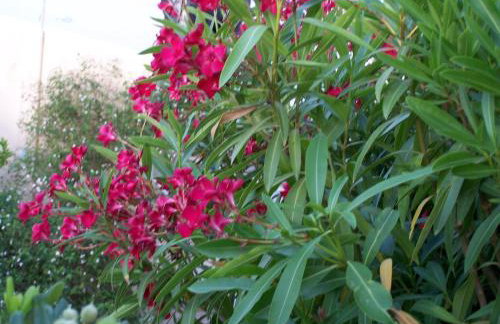 Sea Breeze Apartments Chios - Photo 12