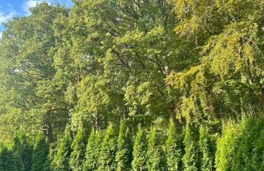 Studio Wisełka Leśna - Foto 9