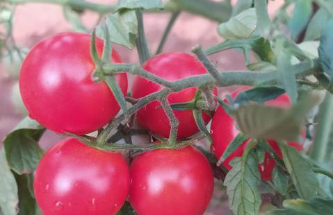 Apartment PARENZANA, little row HOUSE with big green yard in central Istria - Foto 46