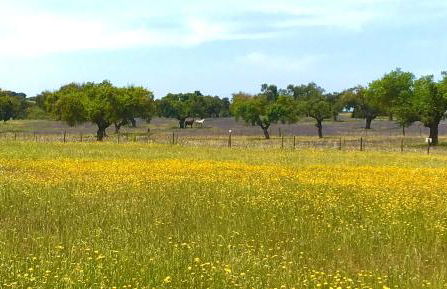 Casa Pollard - Foto 8