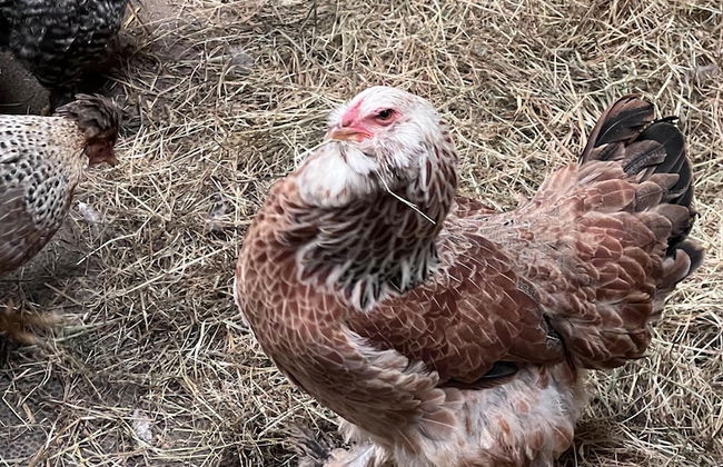 Bike Shed, 1-bed Cottage, Sleeps 2, Pet Friendly - Photo 16