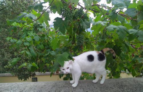 Le Petit Chateau - Foto 31