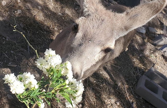 WELCOME TO VIGILANTE INN - Foto 22