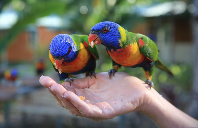 Tasman Holiday Parks - Airlie Beach - Foto 53