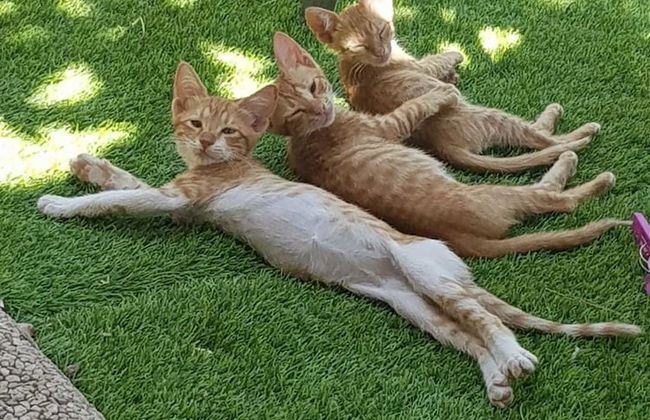 Assaf's Cabin - Foto 21