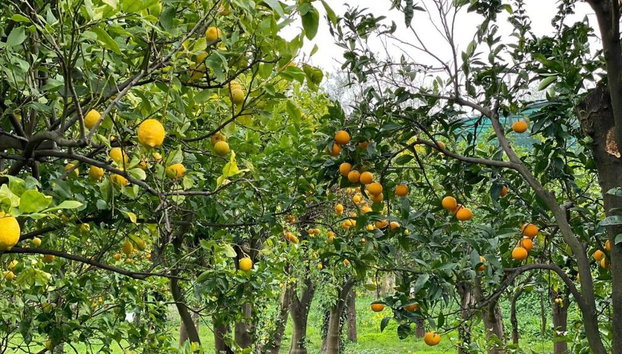 Combo with Lemon Tour & Tasting Lemon Tour followed by a Cooking Class - Foto 2