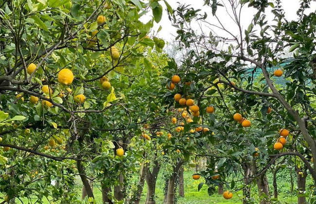 Combo with Lemon Tour & Tasting Lemon Tour followed by a Cooking Class - Foto 2