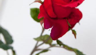 Alba - Foto 3, Garden