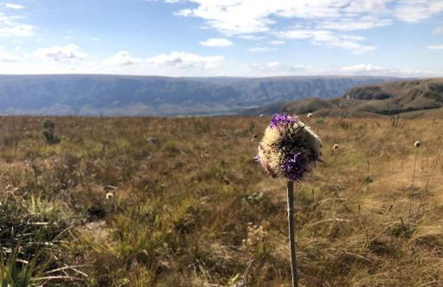 Casa das Orquídeas Delfinopolis MG - Photo 19