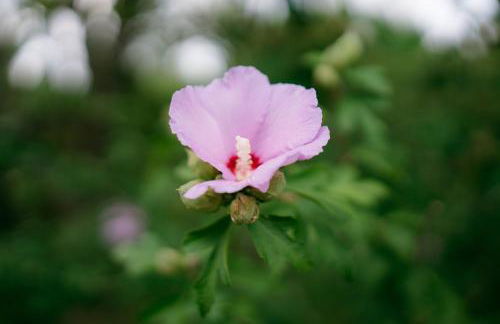 Burlington House - Foto 31