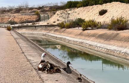 Punta Prima - Charming Spanish Apartment with South-Facing Terrace by the Sea - Foto 39