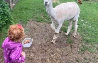 Ruby's Retreat! Farm Stay! North devon! Sleeps 6! Beaches Exmoor! - Foto 63