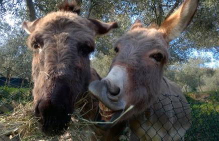 Casa Rossana - Foto 10