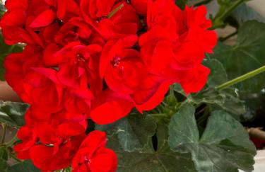 Casa vacanze SoleeMare Barletta Apartments - Foto 35