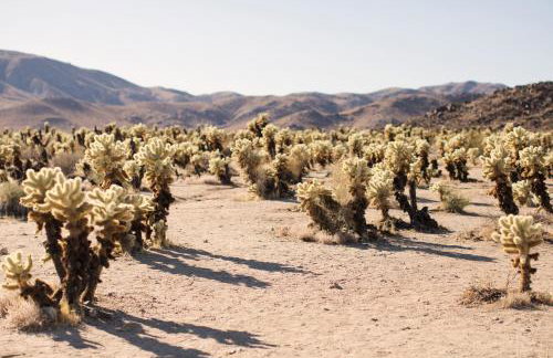 Modern Desert Dream - NEW BUILD - Foto 39