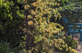 Chez Pascaline - Foto 11