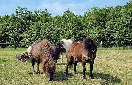 Ferienwohnungen im Haus zur Schmiede - Foto 35