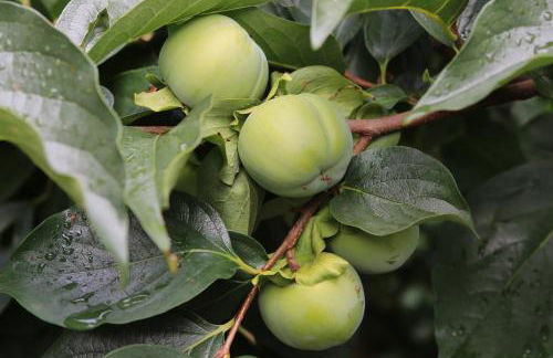 Villa Vignolo - Photo 35