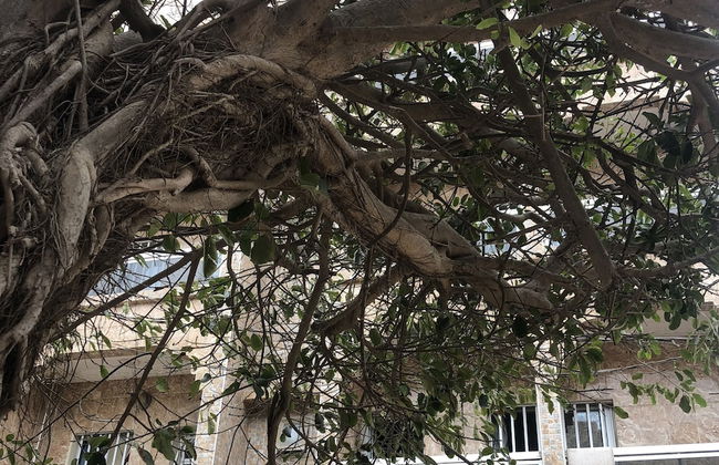 Parcelles Assainies - Photo 20