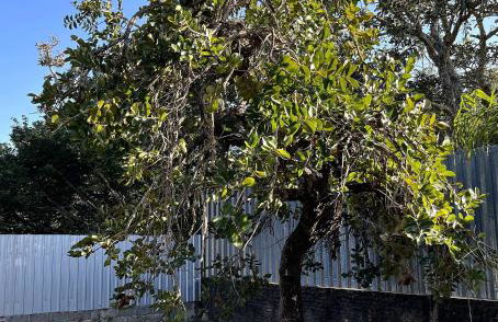 Grand Villela Home Stay - Espaço Inteiro - 32 pessoas - Lago Sul - Brasília-DF - Foto 49