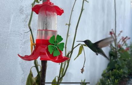 Recanto dos Pássaros - Photo 19