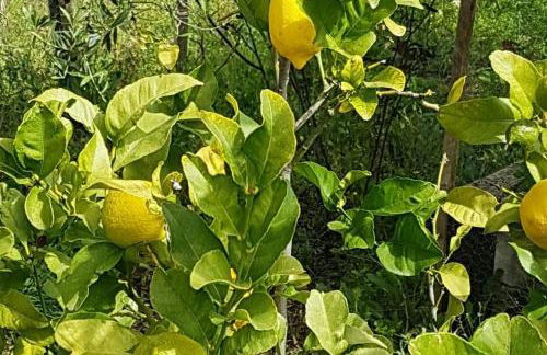 Magical VILLA CASA KOI in Sao Bras de Alportel - Foto 23