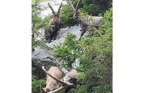 Holiday apartment Alpenrose - Foto 30