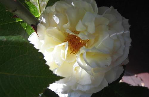 SchlossparkFerienwohnungen Rheinsberg mit Garten - Foto 72